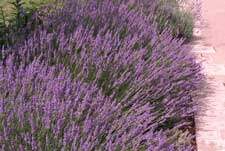 Picture of English Lavender