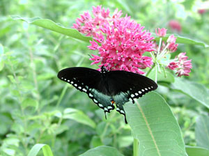 Picture of a swallowtail butterfly