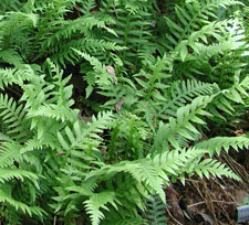 Picture of a several ferns