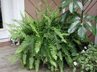 Picture of Boston Fern with other plants on wooden porch.