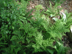 Picture of a Lady Fern.