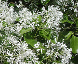Closeup picture of a fringe tree.