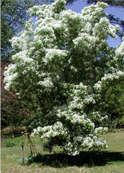 Picture of a fringe tree.