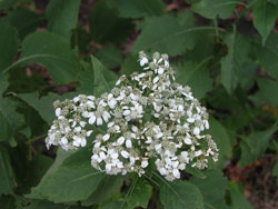 Picture of a White Crownbeard or Frostweed.