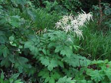 Picture of a Goat's Beard