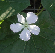 Picture of a bottle gourd flower.