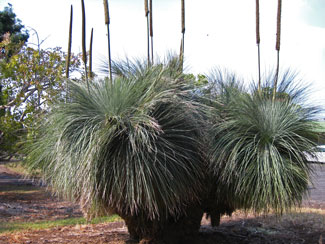 Picture of a Grasstree.