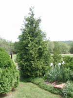 Picture of Green Giant Arborvitae in garden