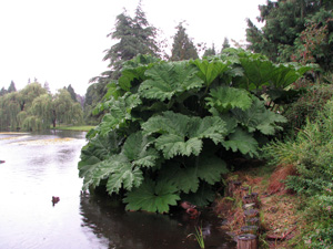 Picture of Gunnera