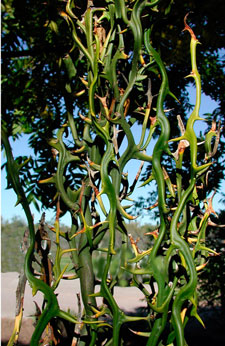 Picture of hardy orange branches