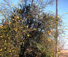 Picture of hardy orange tree