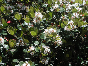 Picture of Indian Hawthorn blooms 