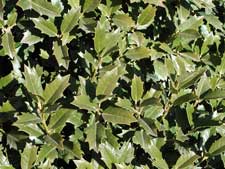 Picture of holly leaves