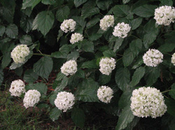Picture of an Annabelle Hydrangea.
