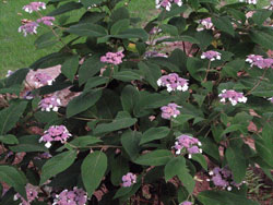 Picture of Sargent's Hydrangea.