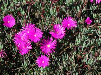 Picture of an Ice Plant