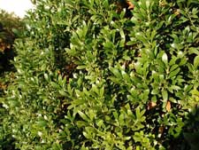 Picture of an inkberry holly