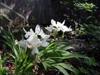 Picture of Japonese roof iris displaying white flowers.