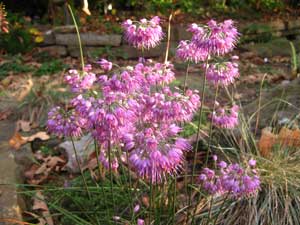 Picture of a Japanese Flowering Onion