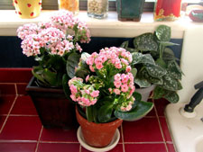 Picture of a kalanchoe