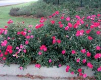 Picture of curbside row of  Knock Out rose shrubs with red flowers.