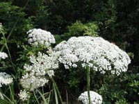 Picture of Queen Anne's Lace white lacy flower heads on tall stems.