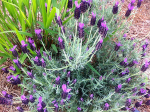 Picture of spanish lavender.