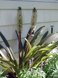 Picture of a Pineapple Lily