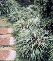 Picture of Liriope (or Lilyturf) clump with pink flower stem.