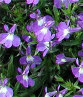 Picture of an Edging Lobelia flowers