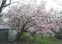 Picture of Saucer Magnolia tree covered with pink/white flowers.