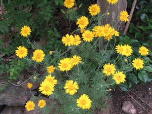 Picture of a Golden Marguerite