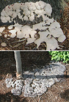 Pictures of slime mold