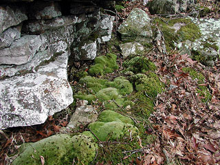 Picture of Moss on rocks