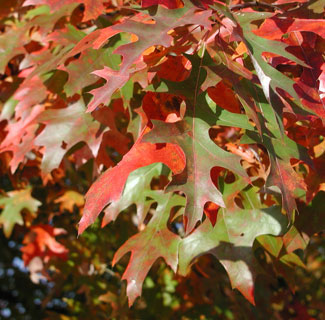 Picture of pin oak leaves in fall colors.