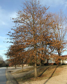 Picture of pin oak tree in the winter.