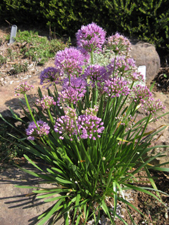 Picture of a flowering onion plant.