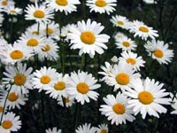 Picture of multiple oxeye daisy flowers, each with white petals and orange centes.