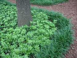 Picture of pachysandra.
