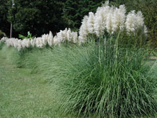 Picture of pampas grass