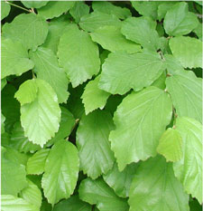 Picture of a Persian Ironwood tree leaves