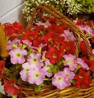 Picture of red and pink Petunias in woven basket.