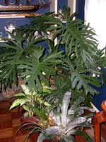 Picture of potted Tree Philodendron