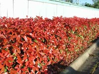Picture of Redtipped Photinia hedge featuring red tipped leaves.