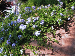 Picture of plumbago