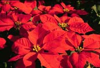 Bright red Poinsettia bracts