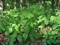 Picture of Poison Ivy plants.