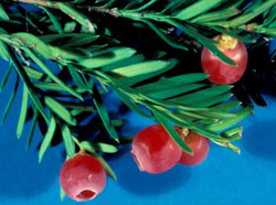 Picture of Yew Berries
