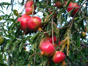 Picture of pomegranate fruit