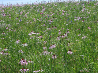 Picture of pale purple coneflowers at Harrison’s Baker Prairie